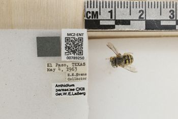 Media type: image;   Entomology 789250 Aspect: Labels